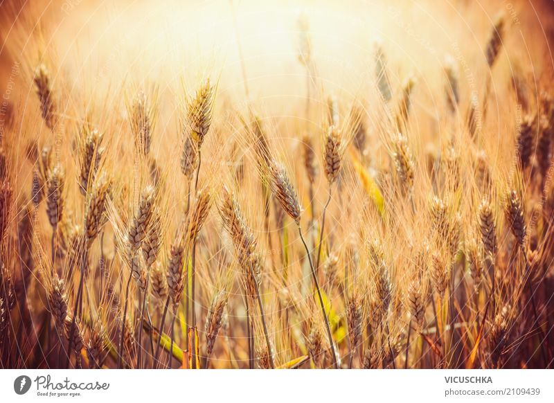 Goldene Ähren von Weizen auf Getreide Feld Lifestyle Design Sommer Erntedankfest Natur gelb Getreidefeld Getreideernte Sonnenuntergang Licht Landwirtschaft