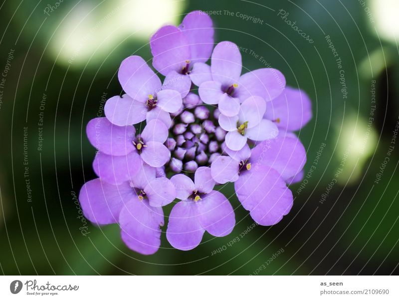 Lila Blümchen Wellness harmonisch Sinnesorgane ruhig Duft Garten Umwelt Natur Pflanze Frühling Sommer Blume Blatt Blüte Park Dekoration & Verzierung