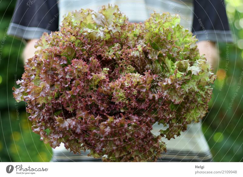 große Portion Lebensmittel Salat Salatbeilage Lollo rosso Ernährung Bioprodukte Vegetarische Ernährung Mensch maskulin Arme festhalten authentisch frisch
