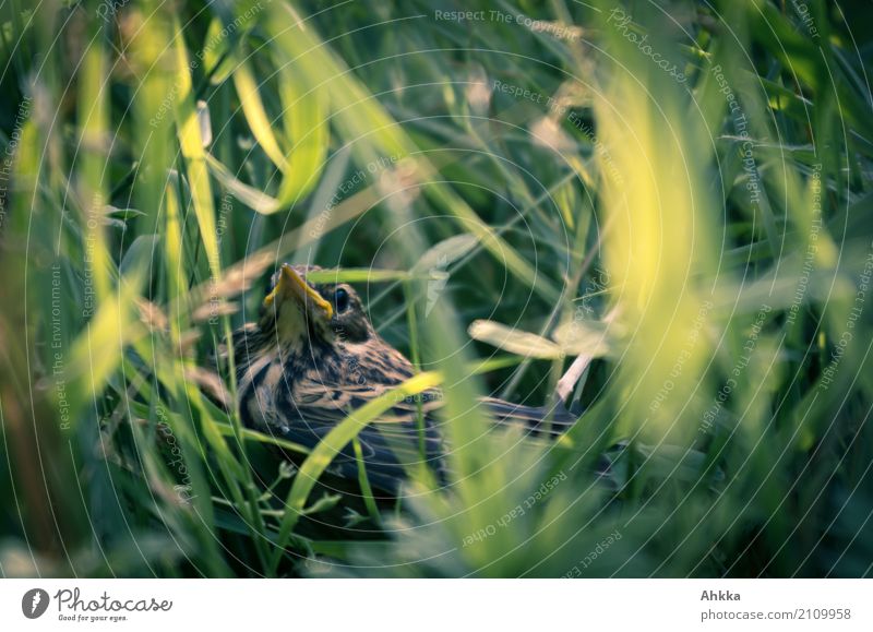 Jungvogel im grünen Gras Umwelt Natur Wildtier Vogel Tierjunges entdecken klein Neugier wild Perspektive Rettung Umweltschutz Farbfoto Außenaufnahme Nahaufnahme