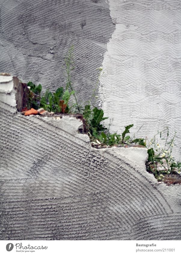 Unkraut vergeht nicht Pflanze Architektur Mauer Wand Treppe grau Beton Betonwand Strukturen & Formen Wege & Pfade Wachstum Löwenzahn trist Farbfoto