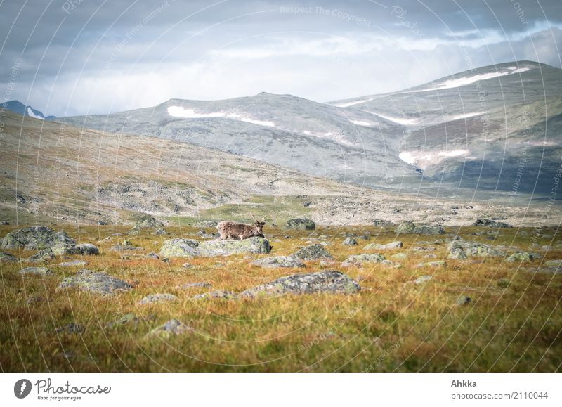 Rentiersichtung im Sarek, Schweden Landschaft Berge u. Gebirge Gipfel Wildtier authentisch wild entdecken Natur Umwelt Farbfoto Außenaufnahme Menschenleer