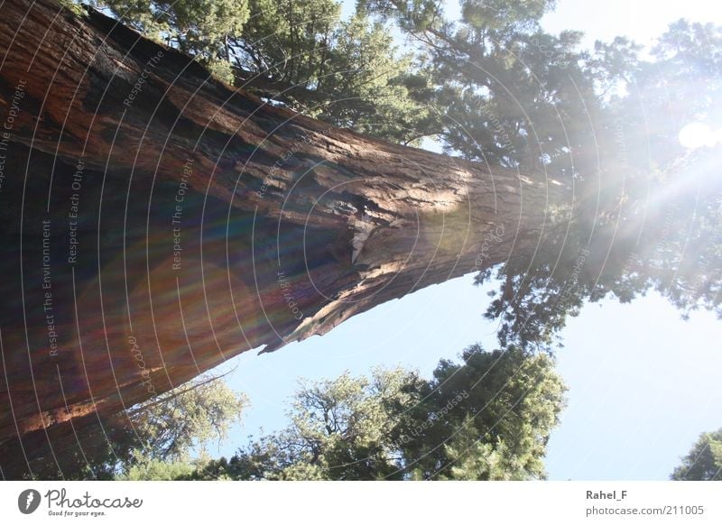 shining through Natur Urelemente Sonnenlicht Baum exotisch Holz entdecken Wachstum gigantisch groß braun grün Kraft Schutz ruhig Leben standhaft Farbfoto