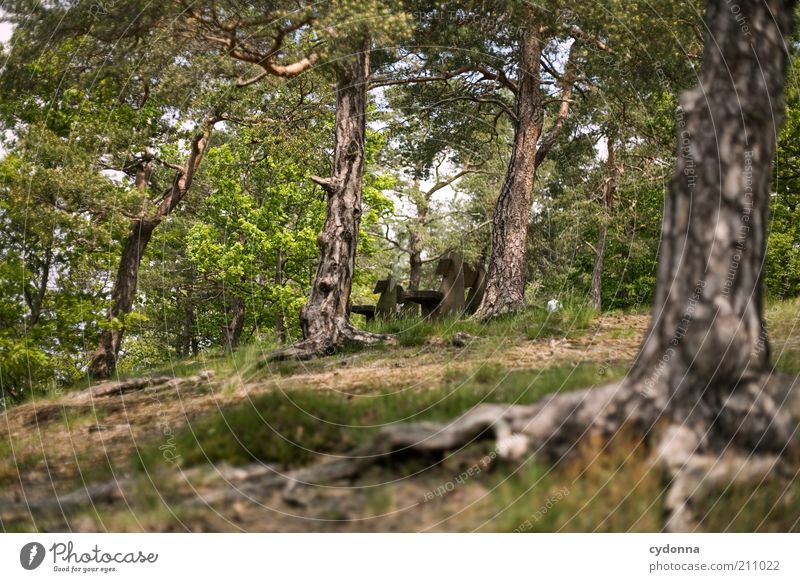 Waldbank Wohlgefühl ruhig Ausflug Umwelt Natur Landschaft Sommer Baum Einsamkeit Idylle Leben nachhaltig Umweltschutz Vergänglichkeit Zeit Kiefer Bank Nadelwald