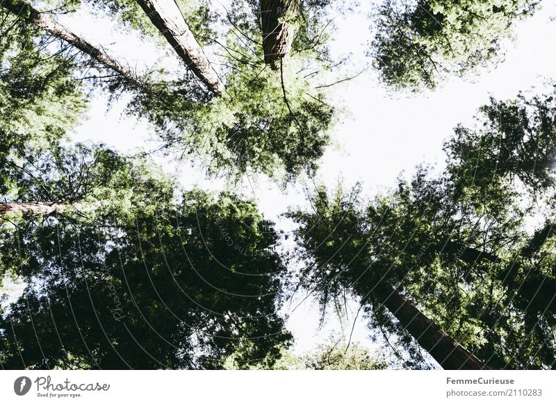 Roadtrip West Coast USA (234) Natur Baumkrone Wald Mammutbaum Westküste beeindruckend Sonnenlicht Sommer Waldpflanze Farbfoto Außenaufnahme Tag Licht Schatten