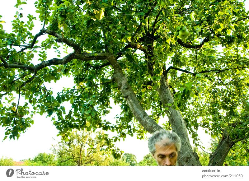 Fehlauslösung Erholung Garten Mensch maskulin Mann Erwachsene Kopf 45-60 Jahre Natur Pflanze Baum Park Haare & Frisuren grauhaarig kurzhaarig Scheitel Blick