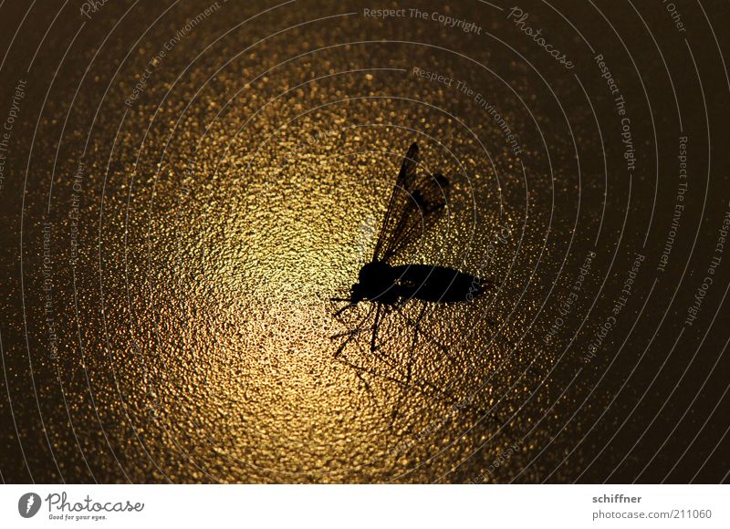 Flying home Natur Tier Flügel Schnake Insekt 1 ästhetisch Dämmerung Nahaufnahme Makroaufnahme Licht Schatten Silhouette Reflexion & Spiegelung Low Key