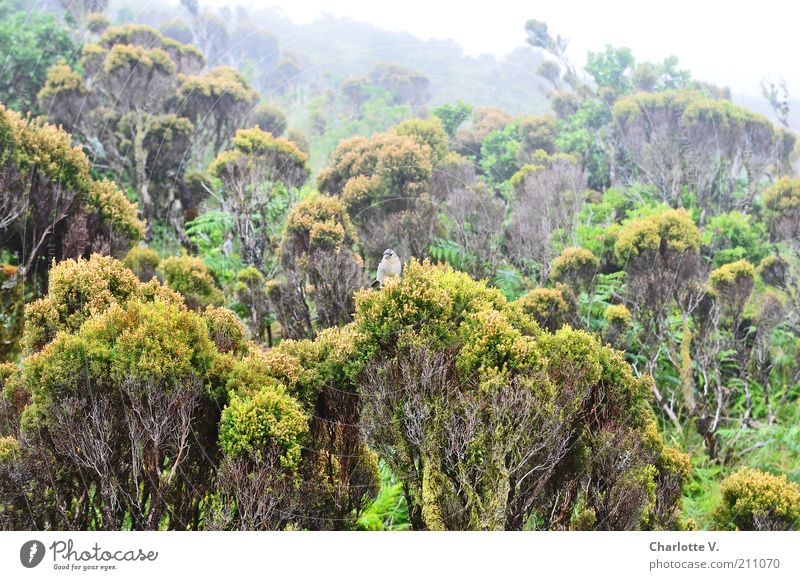 Unter Wacholderbüschen Niedrigwald Pflanze Nebel Sträucher Wildpflanze Berge u. Gebirge Insel Pico Wildtier Vogel 1 Tier grün ruhig Zufriedenheit Frieden