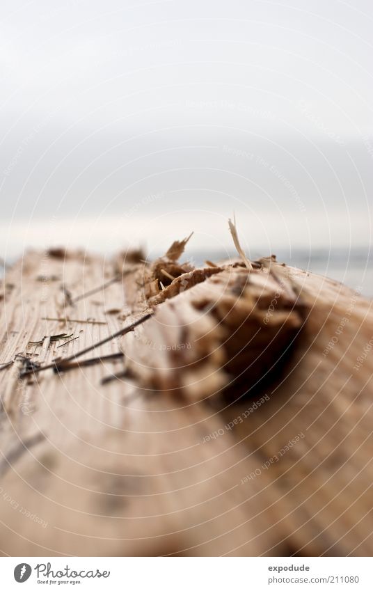 Holzweg Umwelt Natur Pflanze Baum Küste Strand Ostsee nah Gefühle Bruch Umweltschutz Zerstörung Farbfoto Außenaufnahme Nahaufnahme Menschenleer