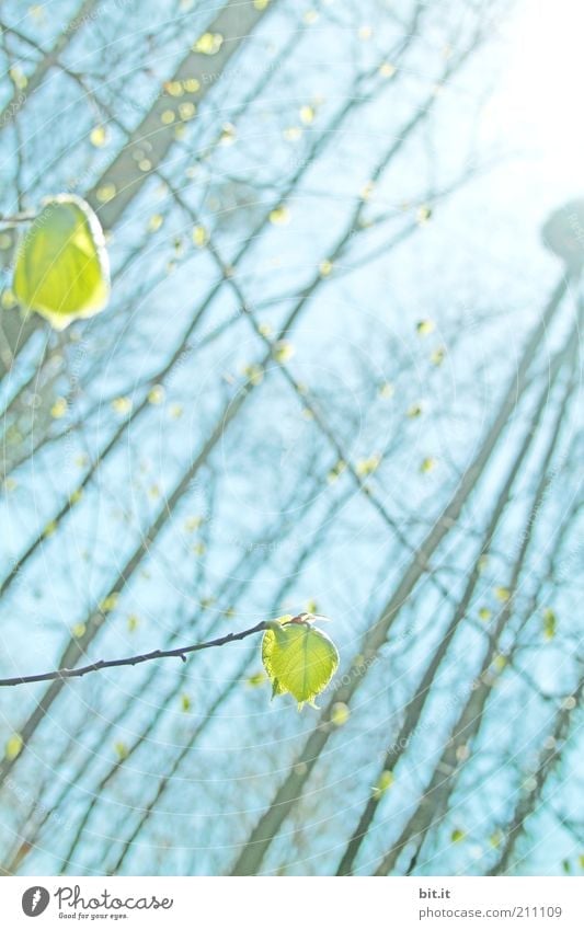 Von wegen Herbst Umwelt Natur Pflanze Himmel Sonne Frühling Klima Klimawandel Baum Blatt Grünpflanze Wald hell blau Frühlingsgefühle Leichtigkeit Wachstum