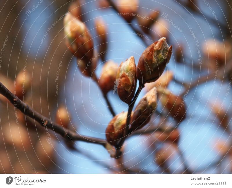 Aprilstimmung I Buche Frühling blau Unschärfe Baum Pflanze Nahaufnahme Buchenkätzchen Blütenknospen Himmel Blauer Himmel Makroaufnahme