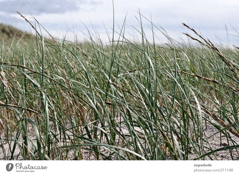Strandgras Umwelt Natur Landschaft Pflanze Urelemente Erde Sand Schönes Wetter Gras Wildpflanze Küste Nordsee grün ästhetisch Erholung Farbfoto Gedeckte Farben