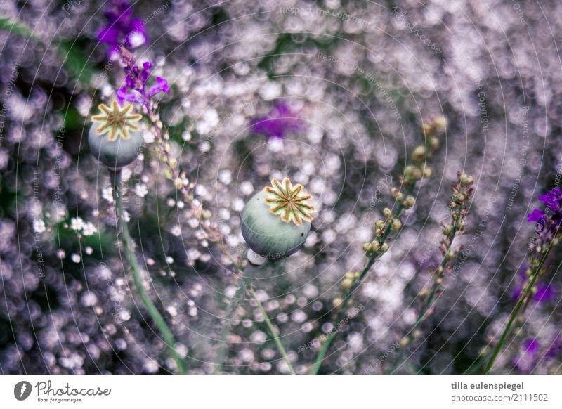 * Natur Pflanze Sommer Blume Gras Garten Blumenstrauß natürlich violett Idylle Kunst Umwelt Unschärfe pflanzlich Pflanzenteile Mohn Mohnkapsel Schleierkraut