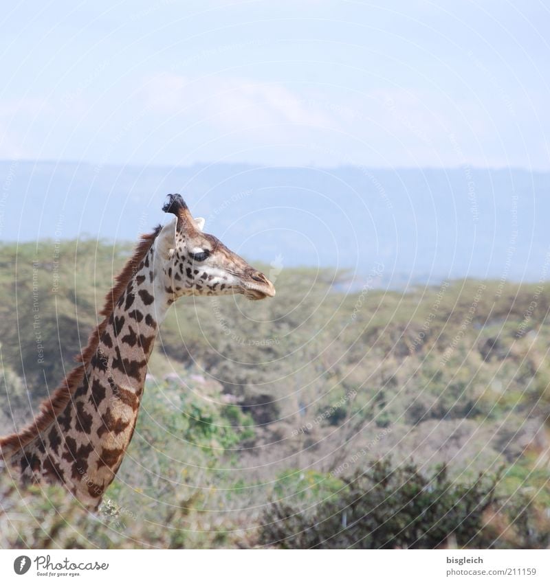 Giraffe Safari Wildtier 1 Tier frei braun gelb Zufriedenheit Afrika Farbfoto Gedeckte Farben Außenaufnahme Tierporträt Tiergesicht Hals Textfreiraum oben ruhig
