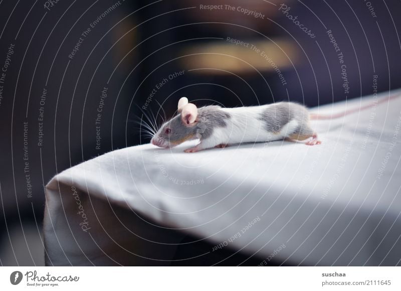 tischkantenmaus Maus Tier Haustier Nagetiere Säugetier klein winzig niedlich süß tierisch Ekel Am Rand Tischkante Vorsicht Neugier Blick entdecken erspähen