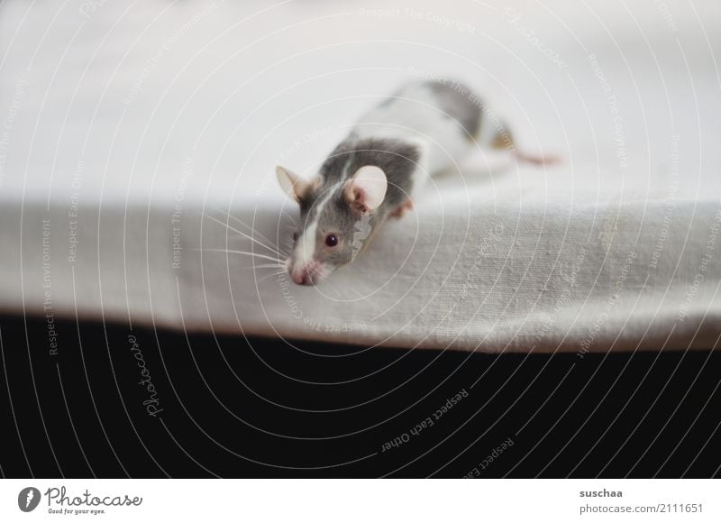 über den (teller)rand schauen Maus Tier Haustier Nagetiere Säugetier klein winzig niedlich süß tierisch Ekel Am Rand Tischkante Vorsicht Neugier Blick entdecken