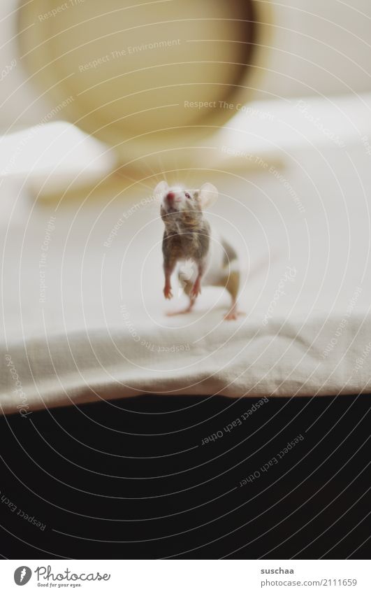 maus Maus Tier Haustier Nagetiere Säugetier klein winzig niedlich süß tierisch Ekel Am Rand Tischkante Vorsicht Neugier Blick entdecken erspähen Angst Gesicht