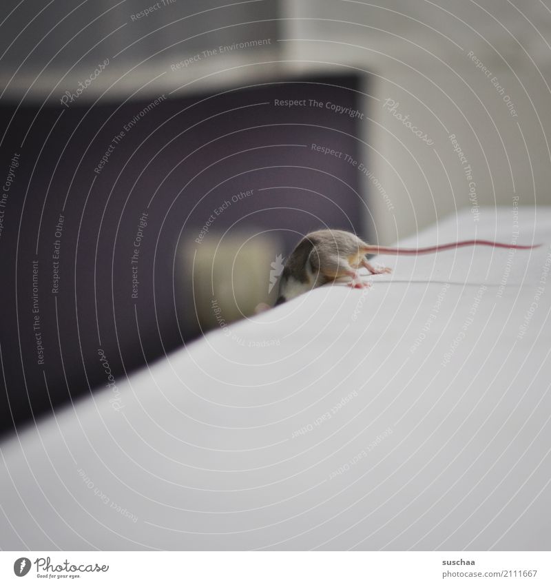mäusestunt Maus Haustier kleines säugetier Nagetiere Schwanz Haushalt Häusliches Leben forschen entdecken Neugier Vorsicht Akrobatik tierisch lustig Hinterbein