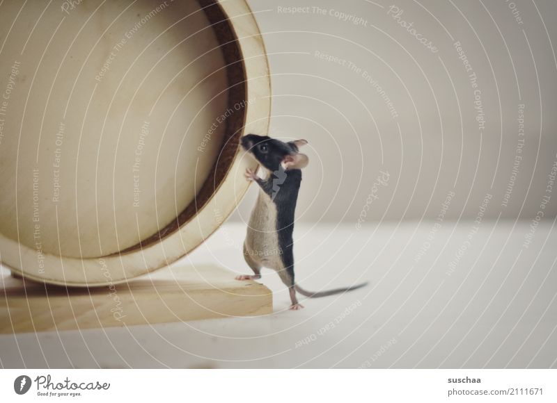 es dreht Maus Tier Haustier Nagetiere Säugetier klein winzig niedlich tierisch lustig süß Vorsicht Neugier Blick Angst Gesicht Laufrad Hamsterrad Sport