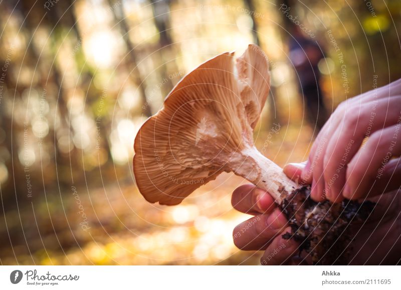 Waldreichtum Lebensmittel Pilz Slowfood Freizeit & Hobby Pilzsucher Mensch Hand Umwelt Natur Herbst Wildpflanze wählen drehen wild braun Lebensfreude Vertrauen