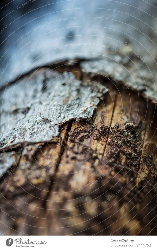 Wood-Skin Natur Schutz Holz Baumrinde Haut Makroaufnahme Pflanze Baumstamm Riss Strukturen & Formen abblättern schutzlos Wald Waldboden Verfall Farbfoto