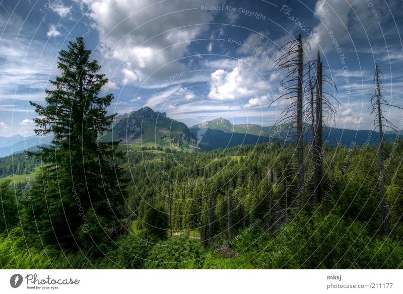 Wandern in der Ostschweiz Natur Landschaft Pflanze Erde Himmel Wolken Sonnenlicht Sommer Wetter Schönes Wetter Wärme Baum Grünpflanze Wald Berge u. Gebirge