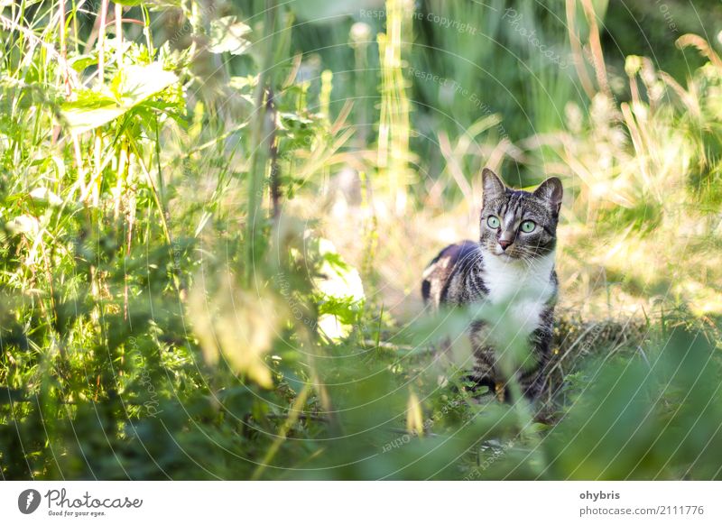 Hauskatze in der Wildnis Natur Pflanze Gras Sträucher Blatt Garten Wiese Wald Tier Haustier Katze 1 Grasland entdecken Fressen Jagd kämpfen warten natürlich