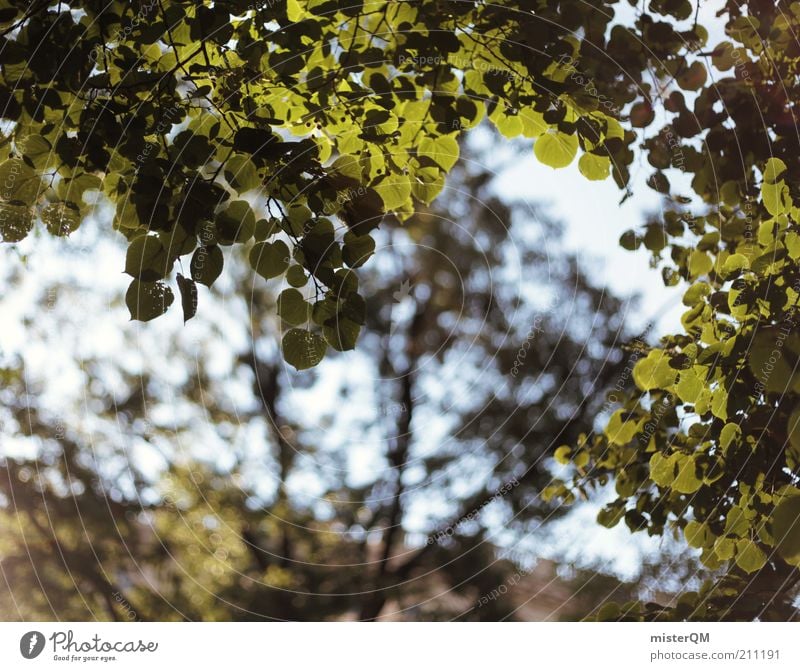 Ruhepunkt. Umwelt Natur Pflanze ästhetisch Wald Baum Blatt Wind wehen Rauschen Sommer Lichtspiel grün Park Baumkrone Laubbaum natürlich ökologisch