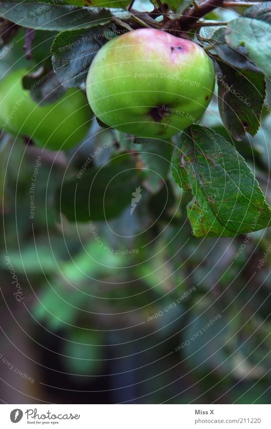 Apfel mit Wurm Lebensmittel Frucht Ernährung Bioprodukte Vegetarische Ernährung Garten Natur Herbst Baum Nutzpflanze Wachstum frisch lecker saftig sauer süß