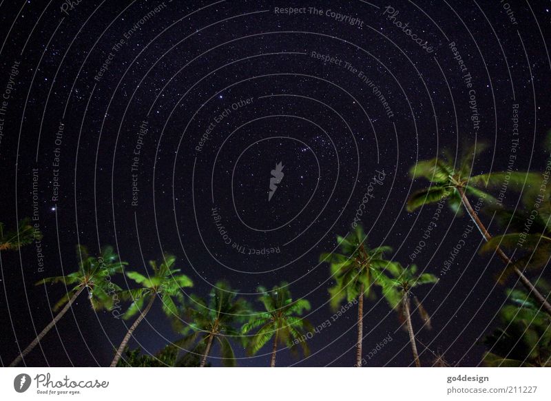 Sternenhimmel Natur Pflanze Luft Himmel Nachthimmel Sommer Schönes Wetter Wind Baum exotisch Palme Urwald Küste Strand Meer Insel Oase Malediven Asien