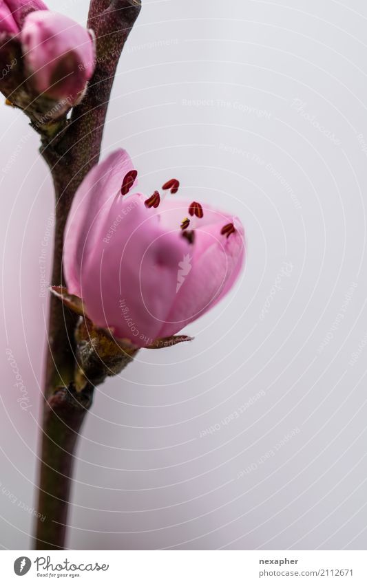 Kirschblüte Natur Pflanze Kirsche Blühend Duft entdecken Blick verblüht Wachstum ästhetisch Fröhlichkeit frisch schön braun rosa Gefühle Farbe Farbfoto