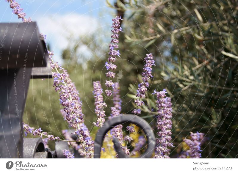 Lavendel Romantik Ferien & Urlaub & Reisen Sommer Garten Natur Frühling Schönes Wetter Pflanze Blume Blühend Duft grün Frühlingsgefühle Lebensfreude