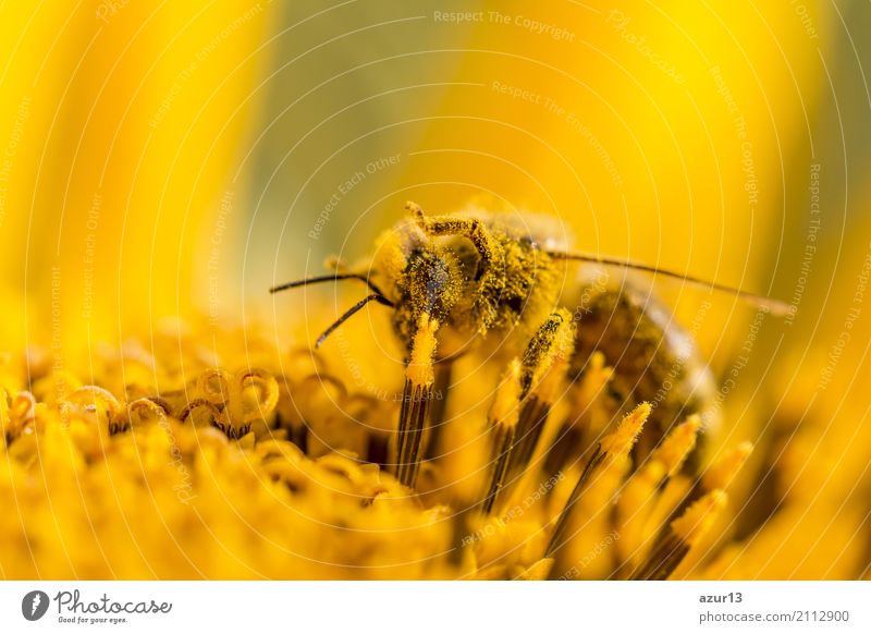 Makro Honig Biene sammelt gelbe Pollen auf Sonnenblume in Natur Sommer Sonnenbad Umwelt Landschaft Pflanze Tier Sonnenlicht Frühling Herbst Klima Klimawandel