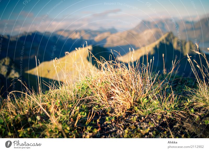 Gras auf einem Gipfel der Lofoten, Norwegen Natur Landschaft Wildpflanze klein oben positiv Stress einzigartig entdecken Vertrauen Wachstum Ferne zart standhaft