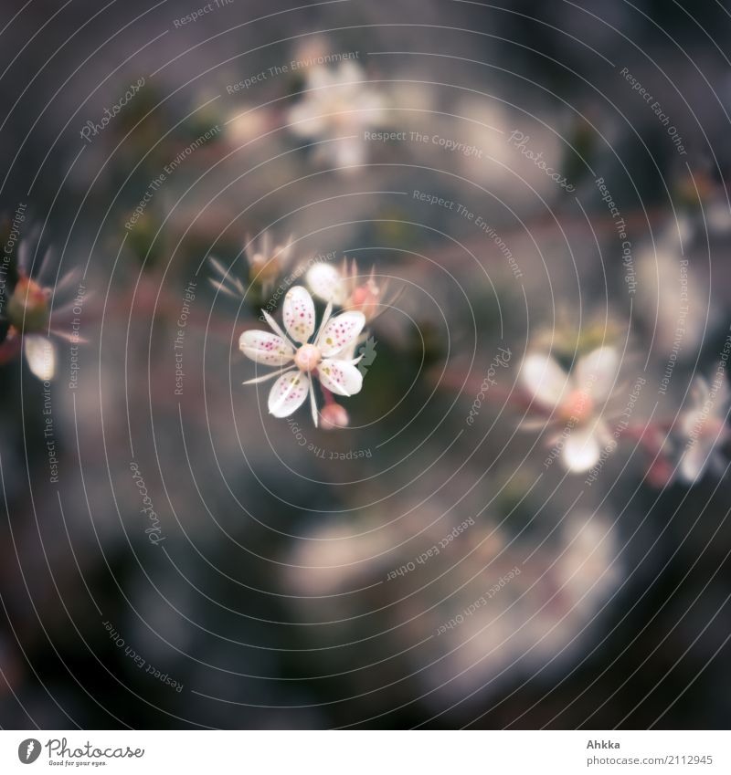 Sommersprossenblümchen Pflanze Blume klein Spitze stachelig schwarz selbstbewußt Farbfoto Nahaufnahme Makroaufnahme Menschenleer Textfreiraum links