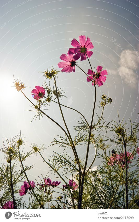 Kosmische Strahlen Umwelt Natur Pflanze Himmel Sommer Klima Schönes Wetter Wärme Blume Wildpflanze Schmuckkörbchen Korbblütengewächs Blühend leuchten stehen