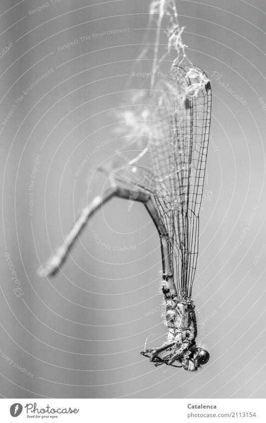 Eingewickelt, Libelle im Spinnennetz Natur Tier Garten Insekt 1 hängen trist trocken grün schwarz weiß Stimmung Trauer Tod Erschöpfung stagnierend Überraschung