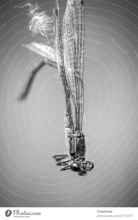 grau in grau | Libelle hängt im Spinnennetz Natur Fauna Insekt Gliederfüßer Prachtlibelle Blauflügel-Prachtlibelle Calopteryx virgo Tod Außenaufnahme