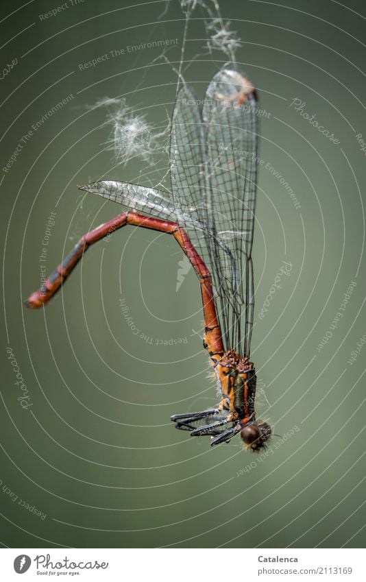 Kein Entkommen Sommer Garten Wiese Totes Tier Libelle Frühe Adonislibelle Insekt 1 Spinnennetz hängen dehydrieren trist braun grau grün orange Stimmung Angst