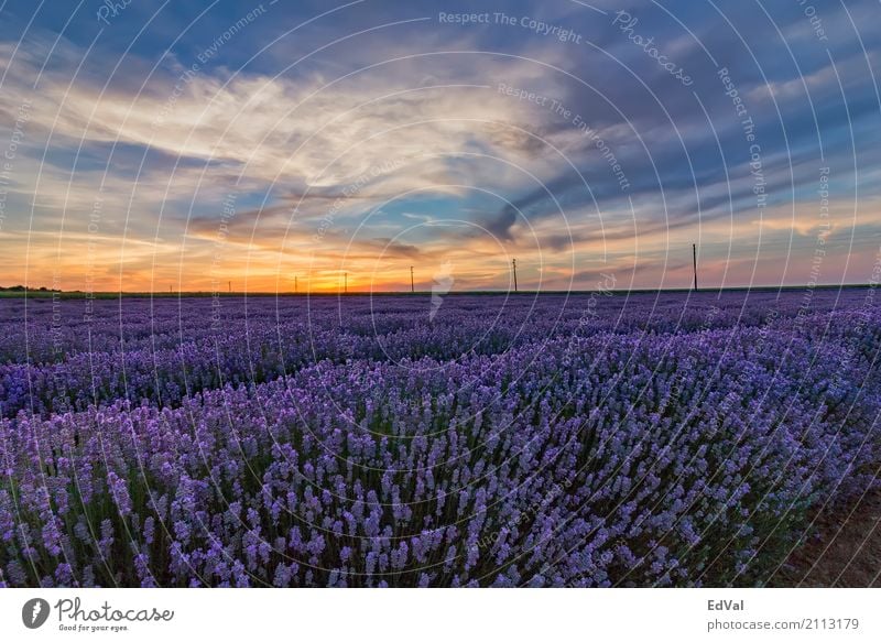Lavendelfelder bei Sonnenuntergang Kräuter & Gewürze Bioprodukte Duft Spa Sommer Garten Natur Landschaft Pflanze Himmel Wolken Horizont Blume Blüte Stimmung