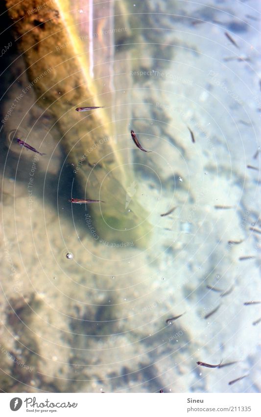 Freischwimmer Erde Sand Wasser Moos Fisch Tiergruppe Leiter Leitersprosse kalt klein Zusammensein Bewegung stagnierend Ferne Rost Farbfoto Außenaufnahme