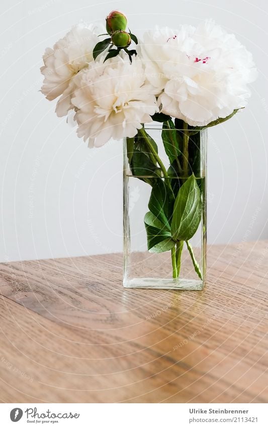 Pfingstrosen Wohnung Tisch Wohnzimmer Pflanze Blume Blatt Blüte Blumenstrauß Vase Glas Duft leuchten stehen ästhetisch frisch natürlich schön weich grün weiß