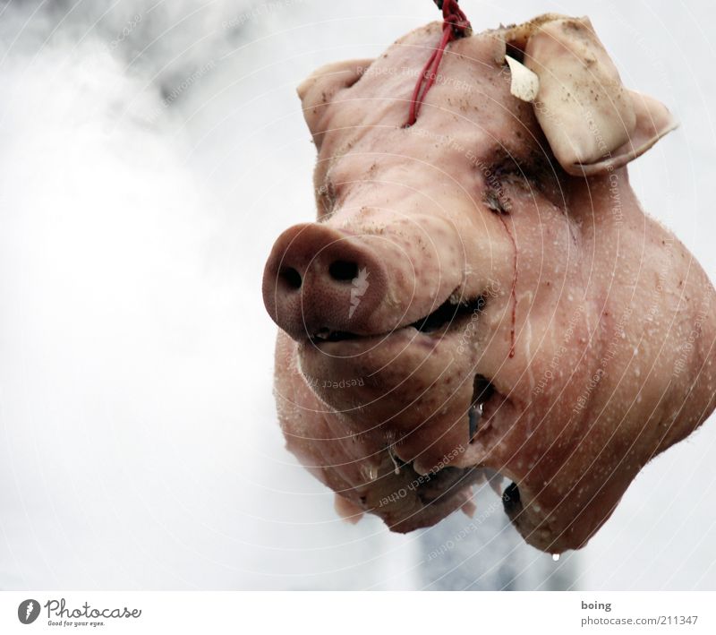 Frederick, was ist ein Schlachtfest? Lebensmittel Fleisch Wurstwaren Nutztier Hausschwein hängen Tradition Schlachtung Kopf Tiergesicht Schweinekopf Schweineohr