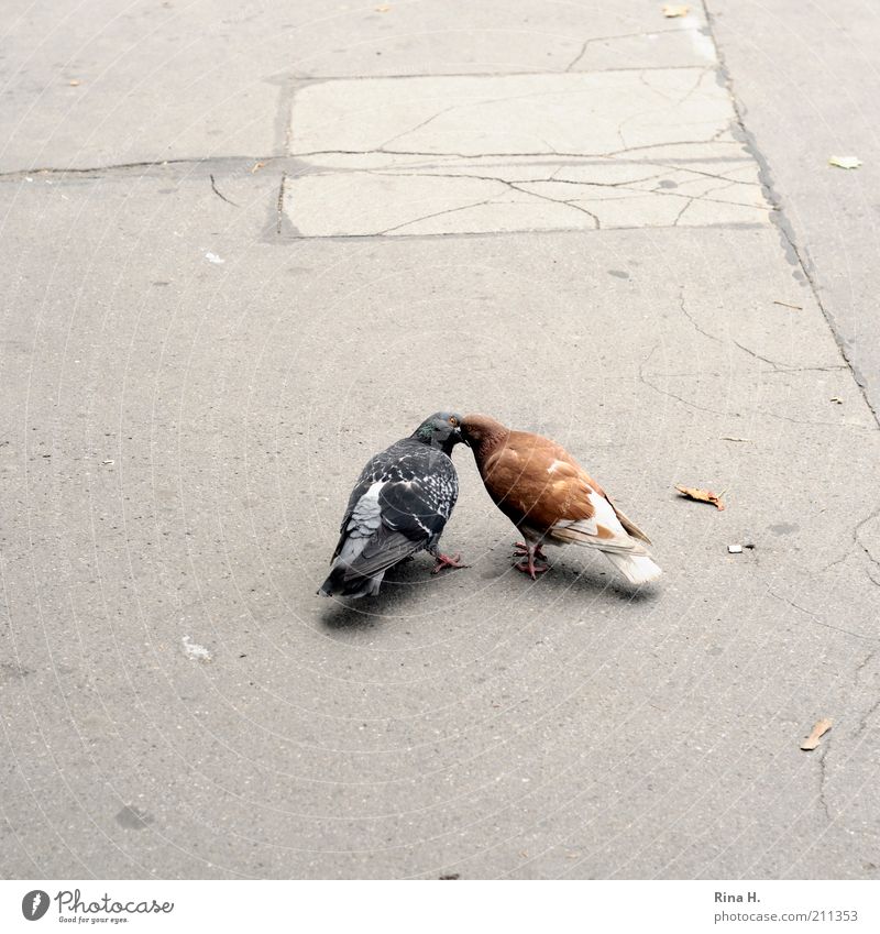 Turteltäubchen Vogel Taube 2 Tier Tierpaar Küssen Gefühle Leidenschaft Begierde Liebe Lust Zusammenhalt Gedeckte Farben Außenaufnahme Menschenleer