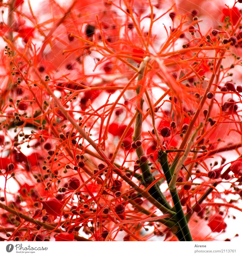 Manchmal sieht man einfach rot Pflanze Frühling Sommer Baum Blüte Blühend leuchten Erotik stark orange Frühlingsgefühle Romantik Duft Kraft intensiv zuviel