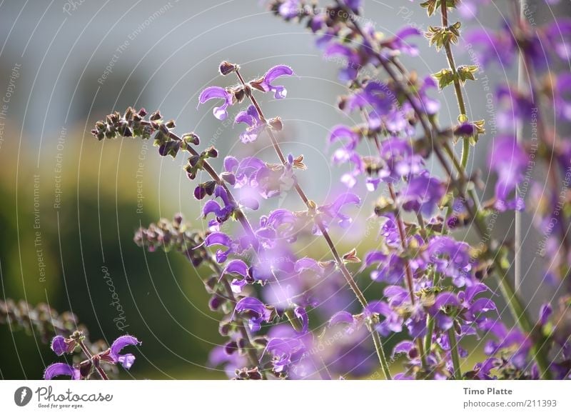 Faszination Garten harmonisch ruhig Duft Sommer Natur Pflanze Frühling Blume Blüte schön natürlich weich violett Sommerbepflanzung Stauden Farbfoto