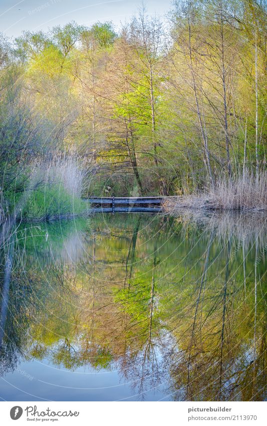 Am See Natur Pflanze Wasser Himmel Frühling Schönes Wetter Baum Sträucher Wald Seeufer Holz grün Stimmung ruhig Zufriedenheit Erholung Farbfoto Außenaufnahme