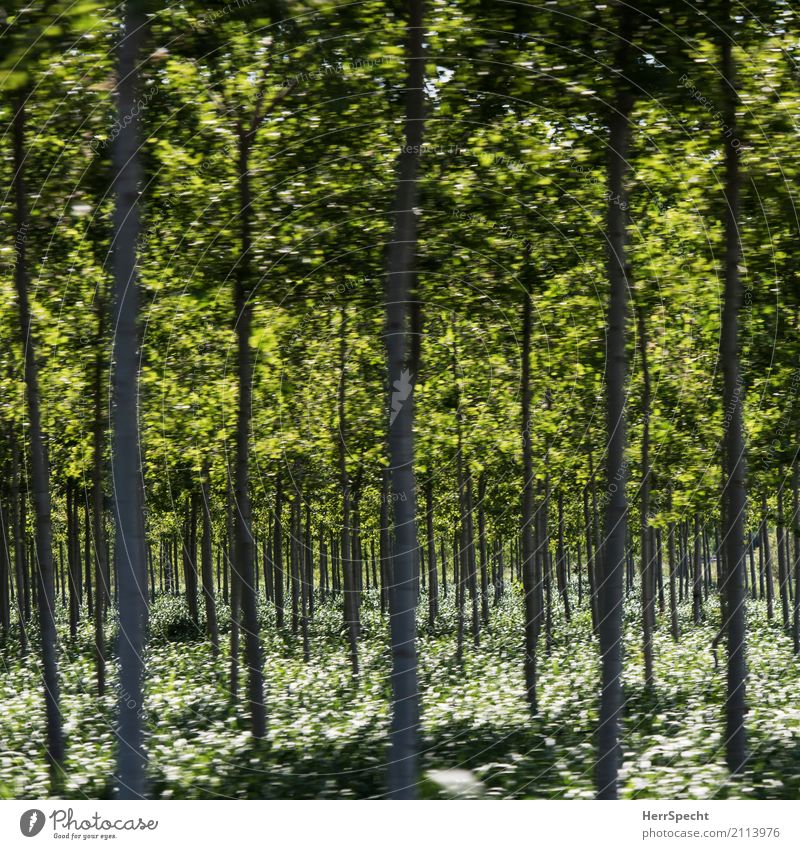 Waldesrauschen Umwelt Natur Landschaft Pflanze Baum Sträucher Grünpflanze Nutzpflanze groß natürlich dünn grün gerade Baumstamm viele Pappelwald Pappeln