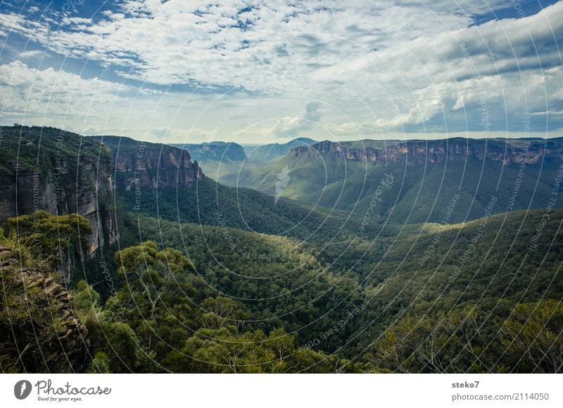 Blue Mountains Eukalyptusbaum Wald Felsen Berge u. Gebirge Blue mountains blau grün Horizont Natur Ferne Schlucht Farbfoto Außenaufnahme Menschenleer