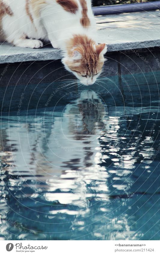 Durstiger Kater trinken Wasser Haustier Katze 1 Tier blau Reflexion & Spiegelung Hauskatze Spiegelbild Schnurrhaar durstig Wasserstelle Wasseroberfläche